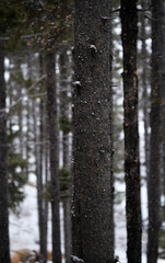 Winter Forest During Snow fall with Snowflakes Falling