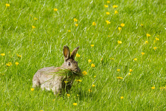 Wild rabbit munching grass in a field of buttercups
