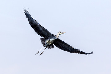 A black Heron.