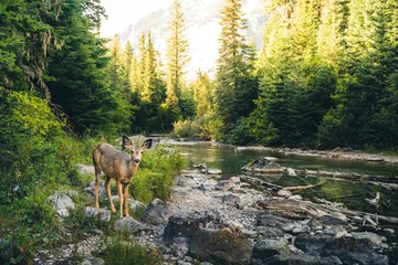 Meubelstickers Eenzame herten in een bos. © RyanTangPhoto