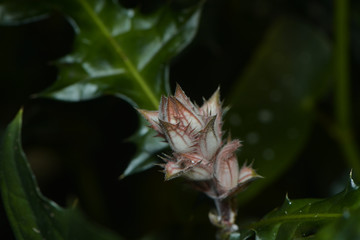 Schöne exotische Blüte