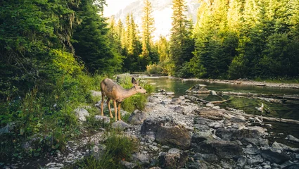 Foto auf Glas Einsame Hirsche an einem Fluss. © RyanTangPhoto