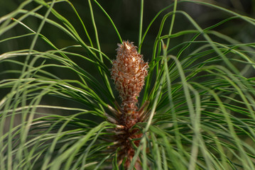 Schöne exotische Blüte