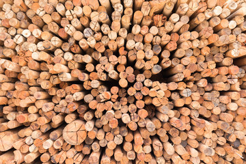 Wood Texture - Ecological Background..