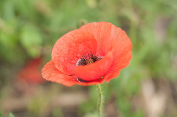 Obraz premium flower