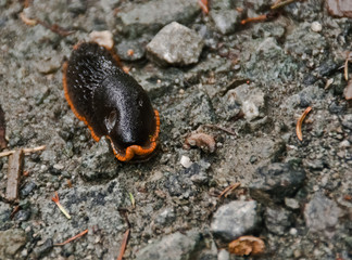 Dunkle Schnecke auf steinigem Waldboden 
