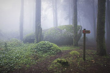Mist wood in Sintra Natural Park in Portugal
