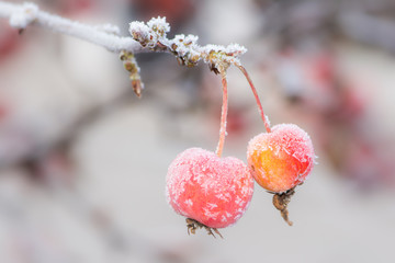 Ripe apples covered with frost