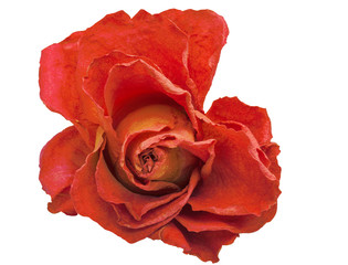 dry red rose on a white background