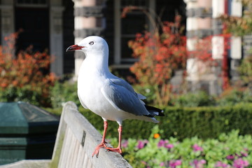 SEAGULL, DUNEDIN RAILWAY STATION, SOUTH ISLAND, NEW ZEALAND, OCEANIA