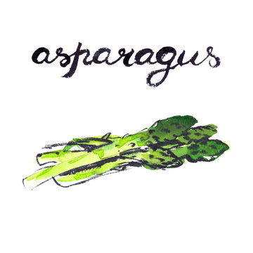 Watercolor painting and hand lettering of green asparagus on white isolated background