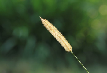 Gramineae or Pennisetum setosum (Silhouette)