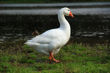 Plakat Beautiful White goose in a lake