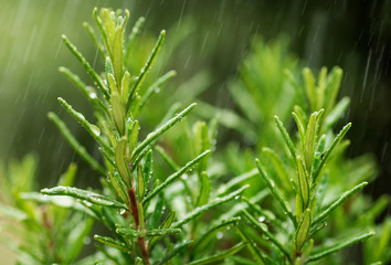 Fresh Rosemary Herb, close-up with water drops in motion.