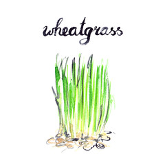 Watercolor painting and hand lettering of a patch of green wheatgrass on white isolated background