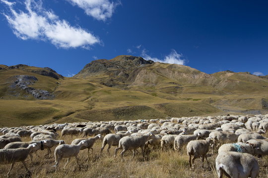 Mountain sheep and goats in Val de Tena at Formigal in the Spanish Pyrenees mountain, Northern Spain