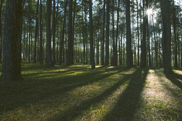Sunset Silhouette with Fir Trees, Vintage photography effect...