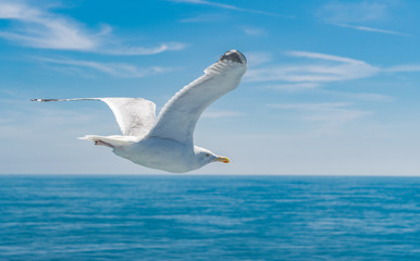eine weiße Möwe gleitet / fliegt  am blauen Himmel entlang - Nahaufnahme