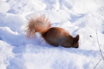 Squirrel in the snow