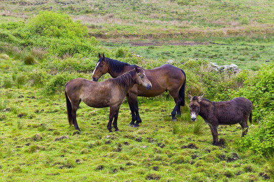 Small, medium and large, Irish horses and donkey in County Clare, West of Ireland