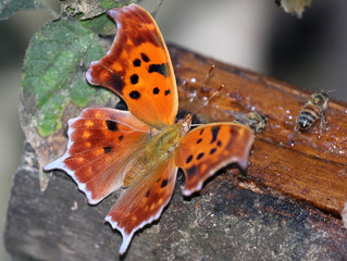 Question Mark Butterfly - Polygonia interrogationis