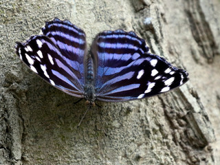 Mexican Bluewing Butterfly - Myscelia ethusa