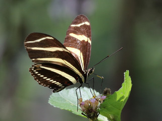 Zebra Heliconian Butterfly - Heliconius charithonia