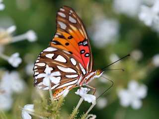 Gulf Fritillary Butterfly - Agraulis vanillae