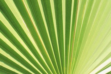 Obraz premium Palm leaf texture as natural background