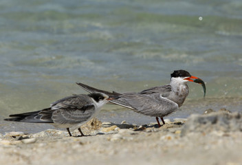 White-cheeked tern with fish