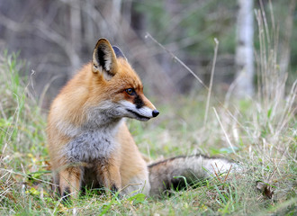 red fox on the hunting