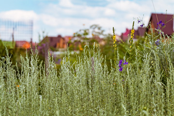 Wild grass on a blurred background of garden plots. Limited depth field.