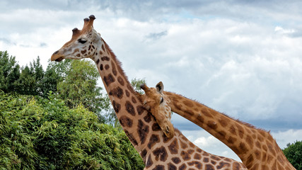 Girafe (giraffa camelopardalis) © JMP de Nieuwburgh