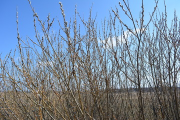 beautiful spring landscape: young willow branch against the blue sky, nature 