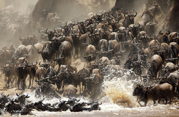 Wildebeests crossing Mara river, Masai Mara