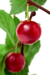 one felted cherry on the branch isolated white background