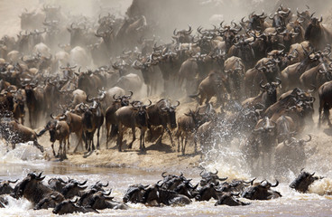 The great wildebeest migration is the movement of vast numbers o