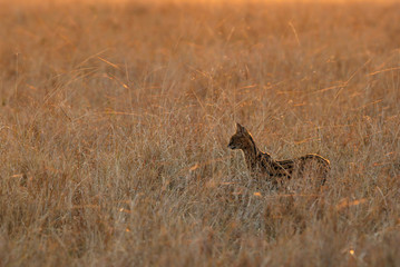 Obraz na płótnie Canvas The Serval wild cat is also known as tierboskat