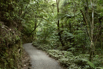Fototapeta premium Walking trail in forest