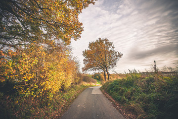 Trees in autumn colors by a nature trail