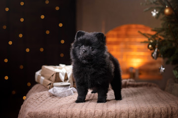 dog German pomeranian portrait. Happy New Year, Christmas, pet in the room the Christmas tree