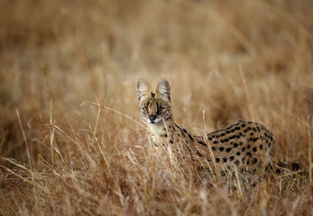 The Serval wild cat is also known as tierboskat