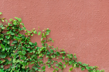 ivy leaves on wall background for wallpaper..