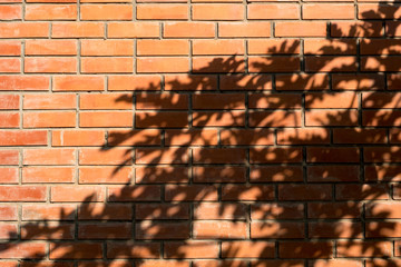 Papaya leaf shadows on the brick wall