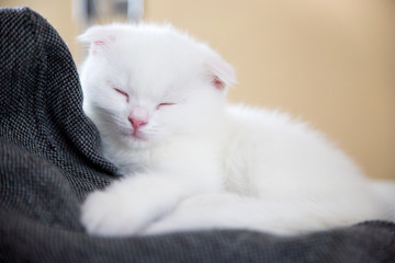 little white british cat sleeping
