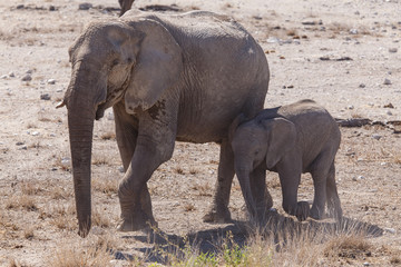 Fototapeta premium Elephant - Etosha Safari Park w Namibii