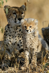 Malaika Cheeta with her cub, Masai Mara