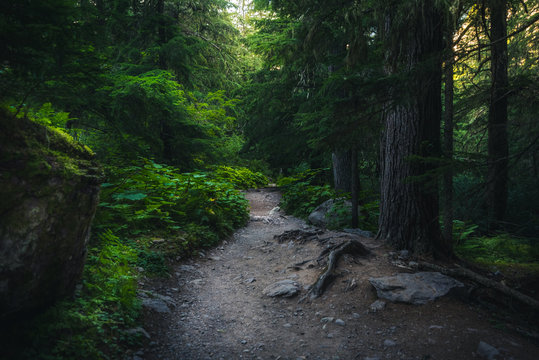 Fototapeta Lush forest trail.