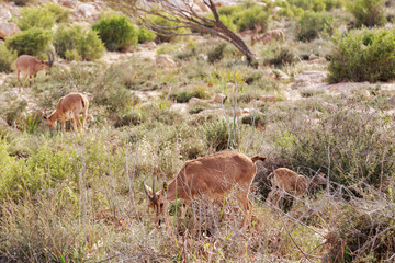 Family of nubian ibex in a grass