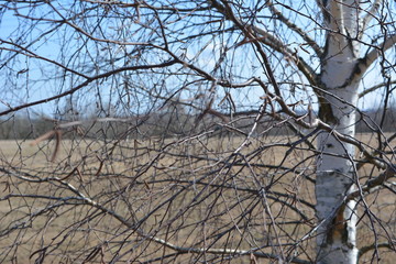 beautiful spring landscape: the branches and trunk of birch with buds on a background of blue sky and field, texture, background, nature